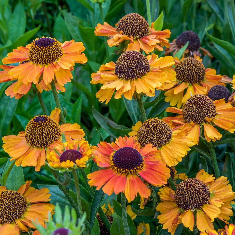 Helenium 'Short n Sassy' 2L