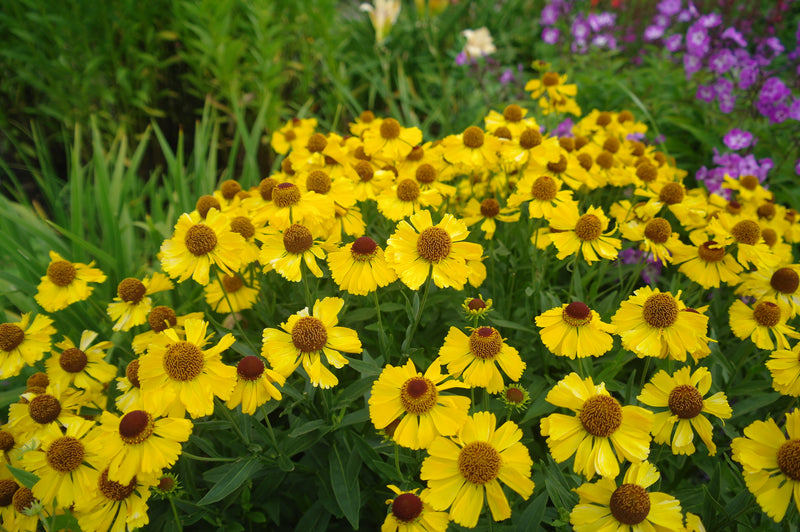 Helenium 'The Bishop' | Sneezeweed 2 Litre