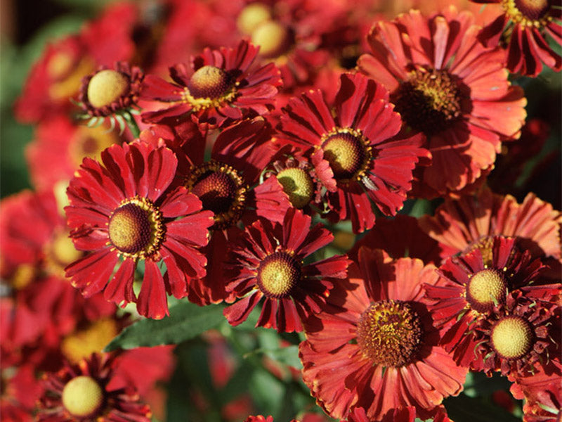 Helenium autumnale 'Helena Red Shades' 2L