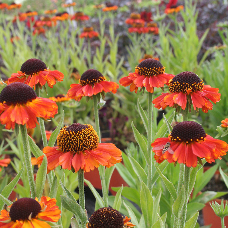 Helenium 'Short n Sassy' 2L