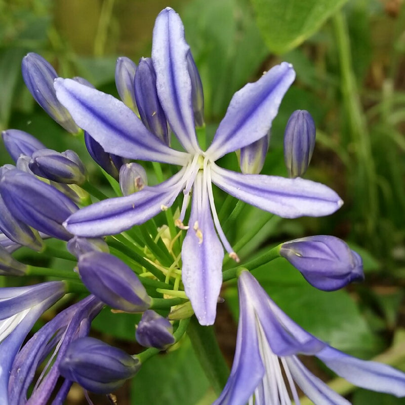 Agapanthus 'Charlotte' (3Litre)