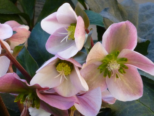 Hellebore 'Angel Glow' – Helleborus 'Angel Glow'