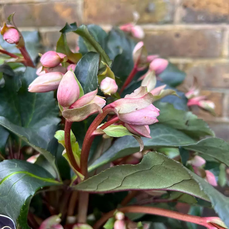 Helleborus 'Angel Glow' | Lenten Rose 2L