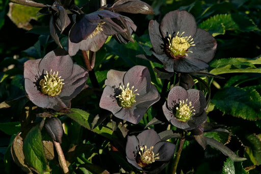 Helleborus 'Blue Metallic Lady' with dark purple flowers