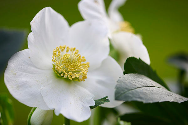 Helleborus niger ViV 'Willem' with single white flowers