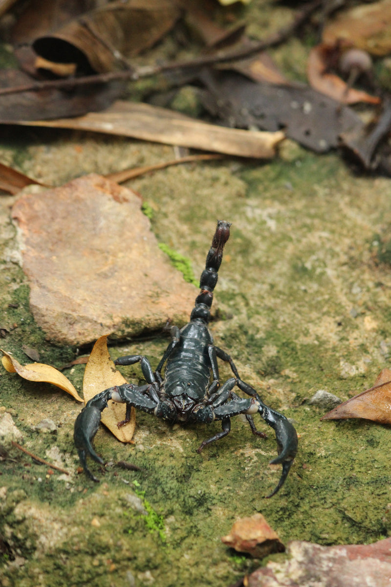 Asian Forest Scorpion - Heterometrus cimrmani