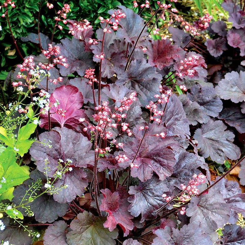 Coral Bells 'Melting Fire' | Heuchera 'Melting Fire'