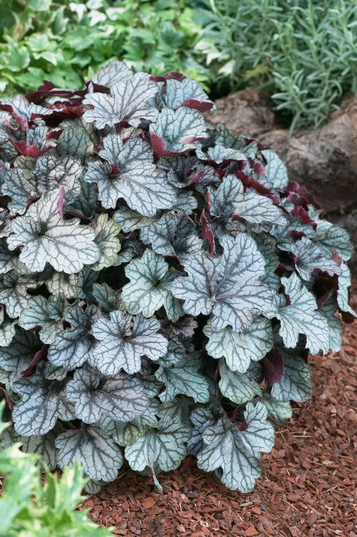 Heuchera 'Jade Gloss' showing silver foliage with dark veins and purple undersides