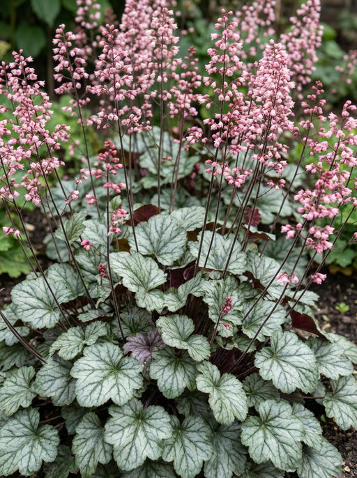 Heuchera 'Jade Gloss' in flower with pale pink blooms above silver foliage