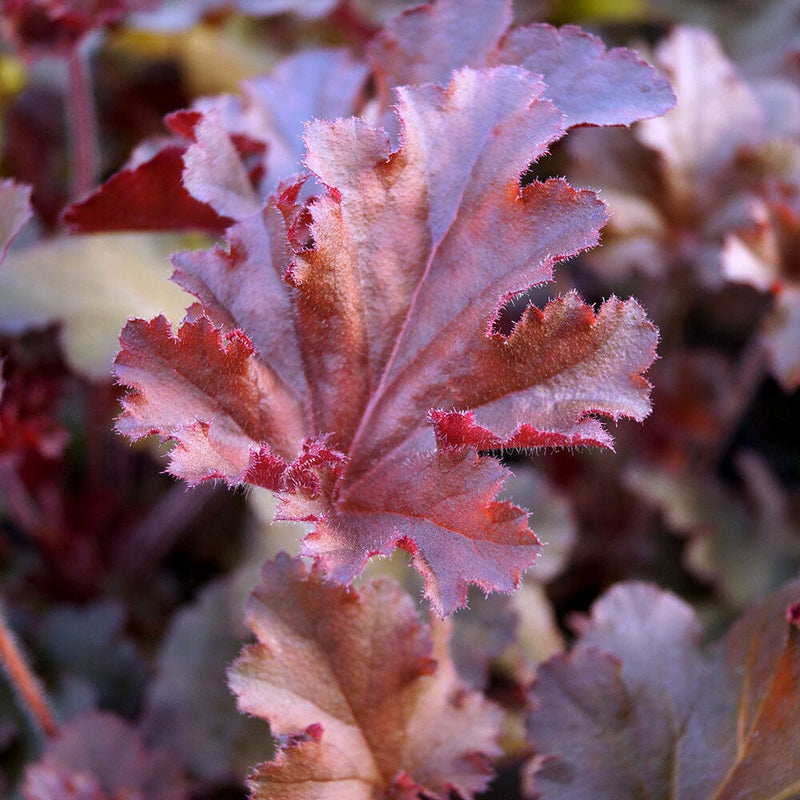 Coral Bells 'Melting Fire' | Heuchera 'Melting Fire'