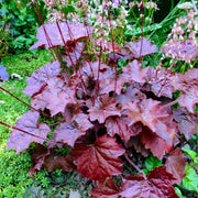 Coral Bells 'Palace Purple' – Heuchera micrantha 'Palace Purple'