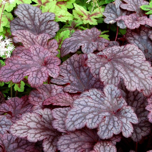 Heuchera 'Plum Pudding' showing deep purple foliage with silvery tones