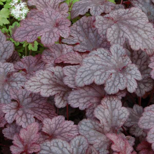 Heuchera 'Plum Pudding' forming a dense mound of purple leaves