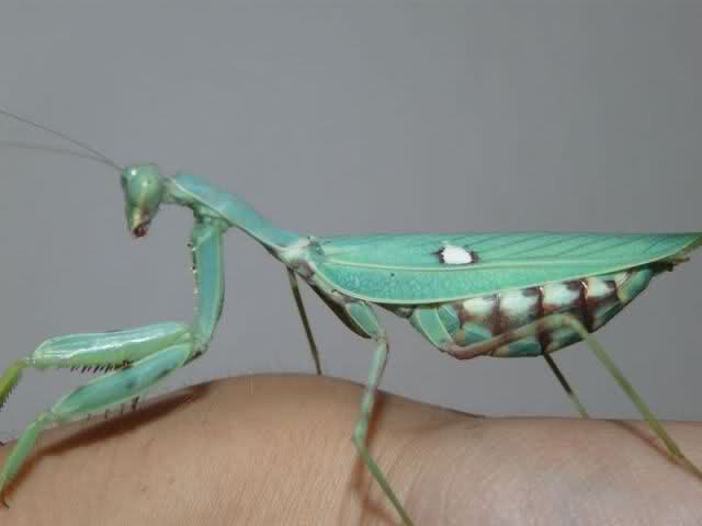 Indian giant mantis  | Hierodula membranacea