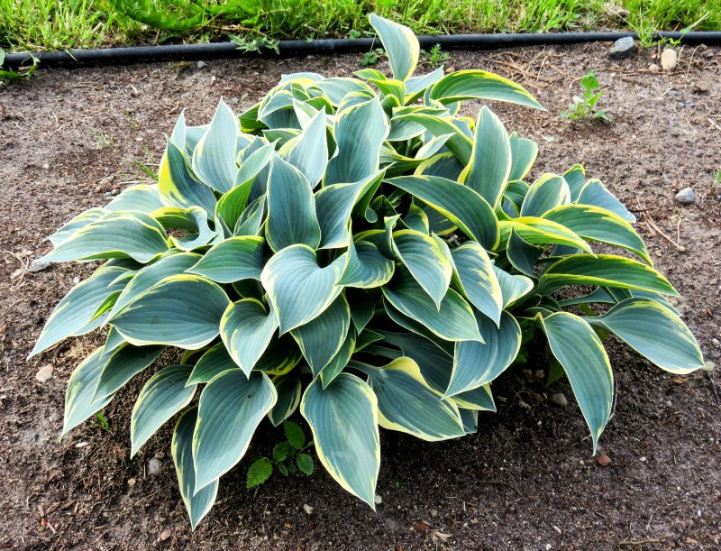 Hosta Fortunei 'Aureomarginata' (3 Litre)