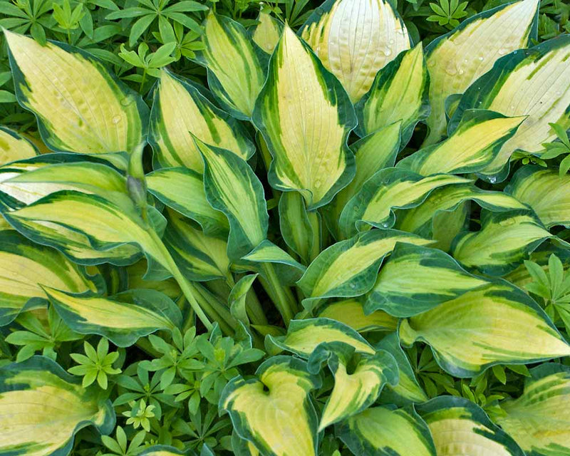 Hosta 'Happy Dayz' showing yellow-centred leaves with blue-green margins