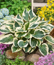 Hosta 'Patriot' with green leaves edged in white in a shaded garden