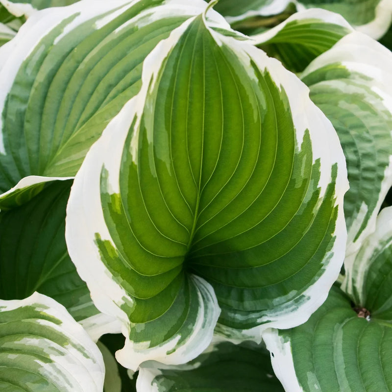 Close-up of Hosta 'Patriot' green foliage with broad white margins