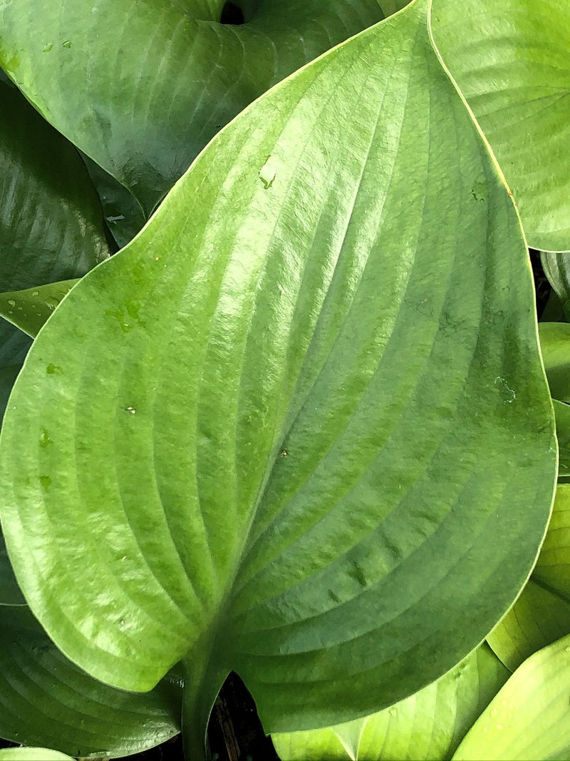 Hosta 'Sum and Substance'