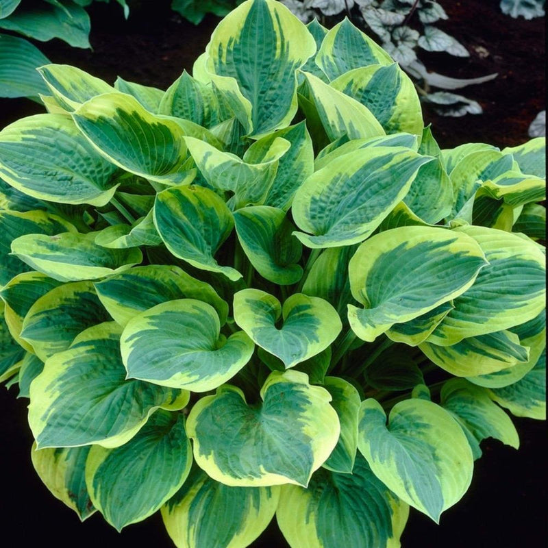 Hosta 'Wide Brim' showing blue-green leaves with broad creamy yellow margins