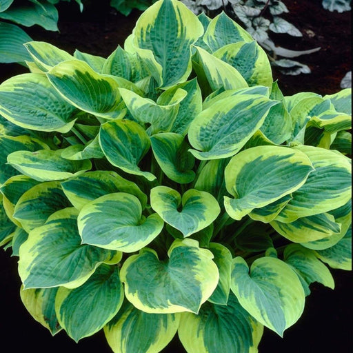 Hosta 'Wide Brim' showing blue-green leaves with broad creamy yellow margins