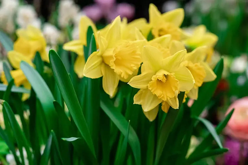 Daffodil Narcissus 'Camelot' (1.5kg)
