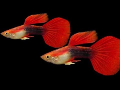 Neon Red Male Guppy (Large)