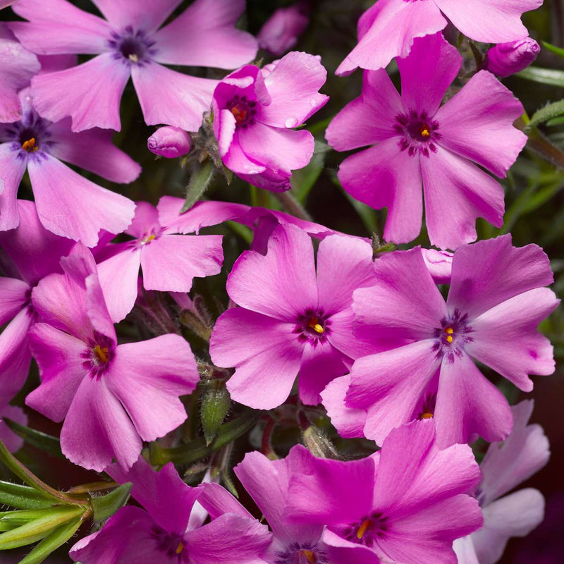 Phlox Goldiphlox Cherry (9cm)