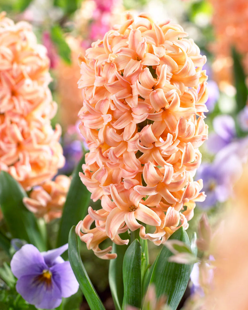 Hyacinth 'Gipsy Queen' (4 Pack)