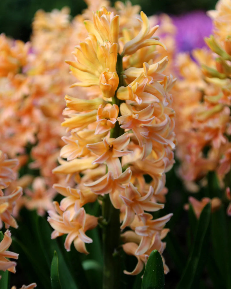 Hyacinth 'Gipsy Queen' (4 Pack)