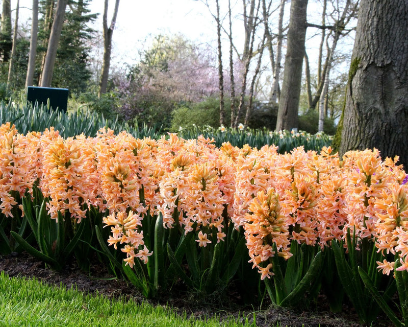 Hyacinth 'Gipsy Queen' (4 Pack)
