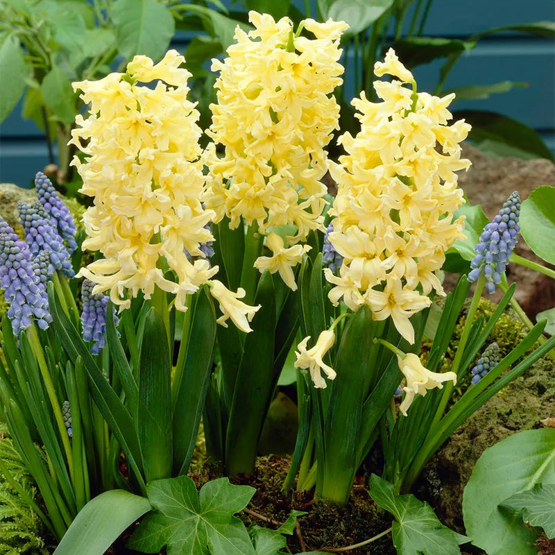 Hyacinth Gipsy Princess Garden (4 Bulbs Per Pack)