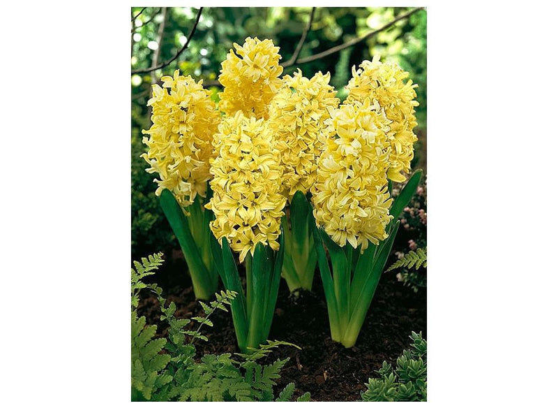 Hyacinth Gipsy Princess Garden (4 Bulbs Per Pack)