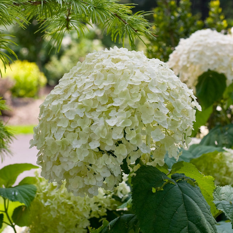 Hydrangea arborescens 'Incrediball' (5 Litre)
