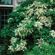 Climbing Hydrangea with white lacecap flowers on a wall