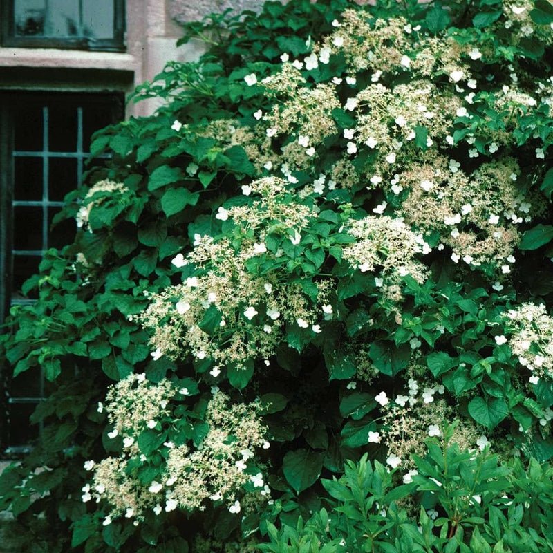 Climbing Hydrangea with white lacecap flowers on a wall
