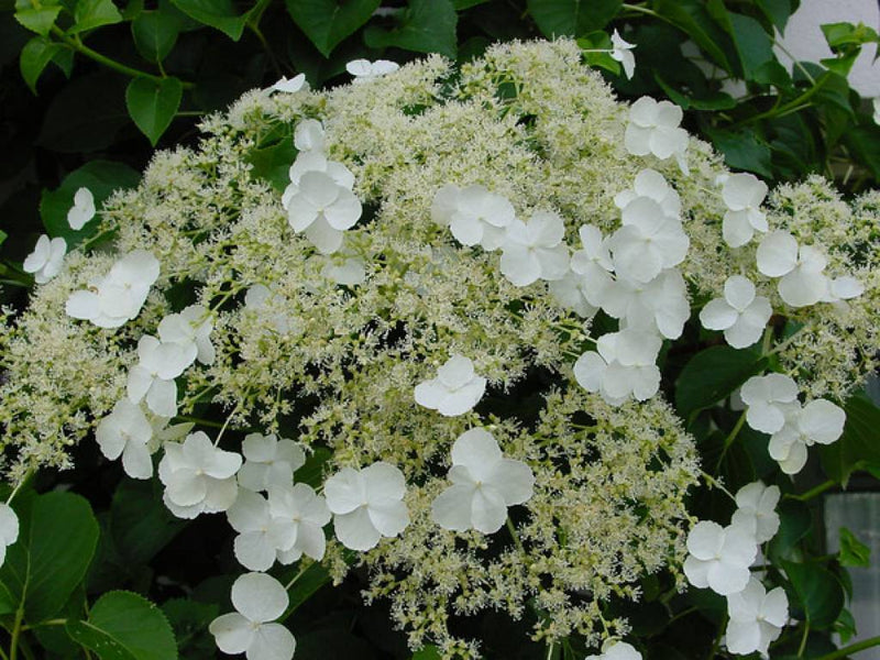 Hydrangea anomala subsp. petiolaris in flower