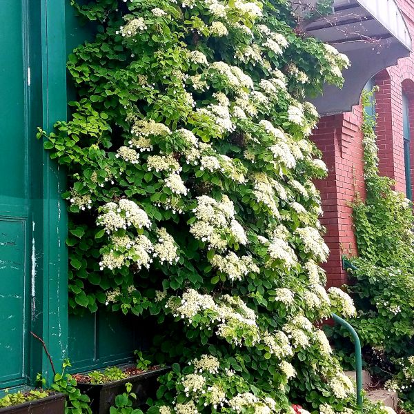 Hydrangea anomala petiolaris - Climbing Hydrangea
