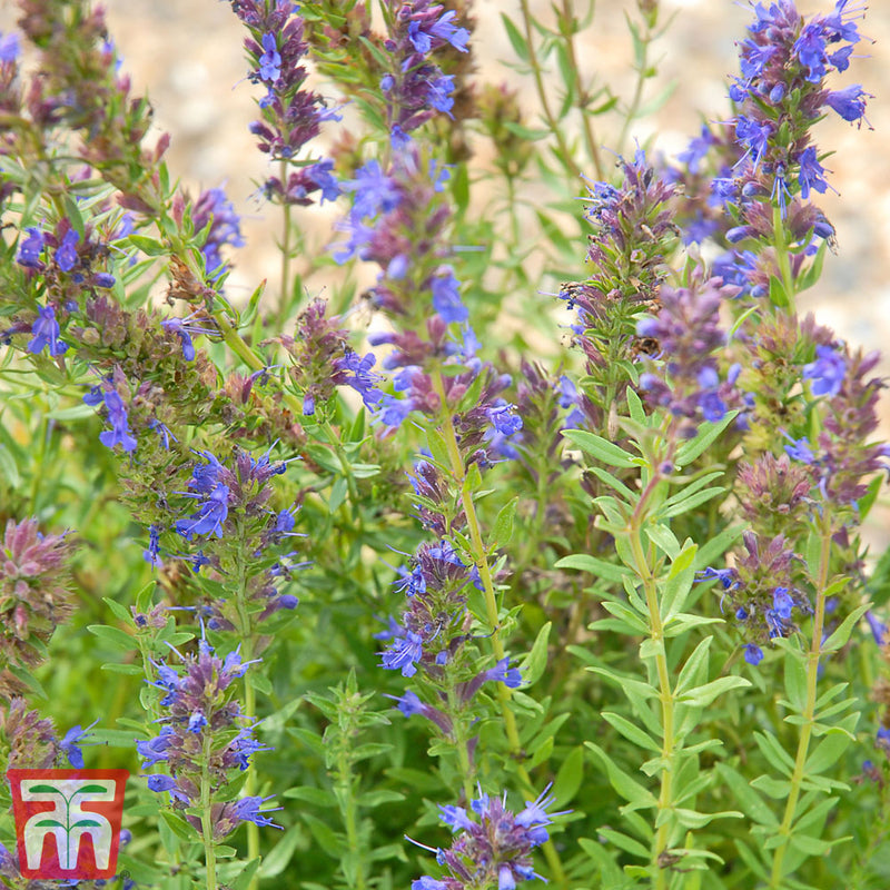 Hyssopus officinalis 'Tricolour Mixed' - Kew Pollination Seed Collection