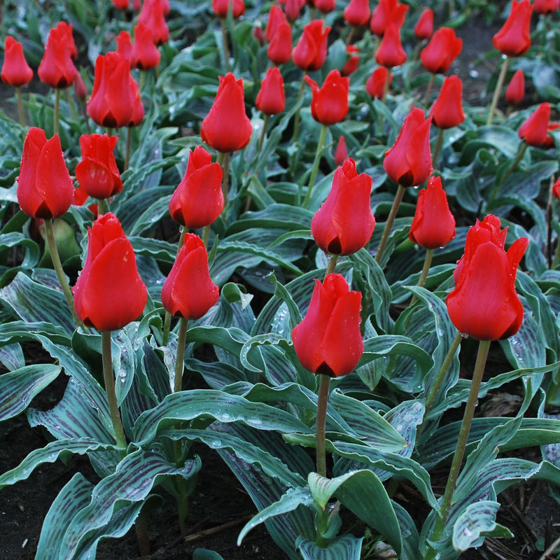 Tulip 'Red Riding Hood' (9 Pack)