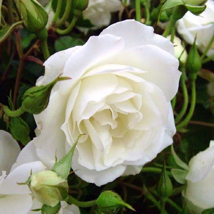 Iceberg Climbing Rose 4.5 Litre