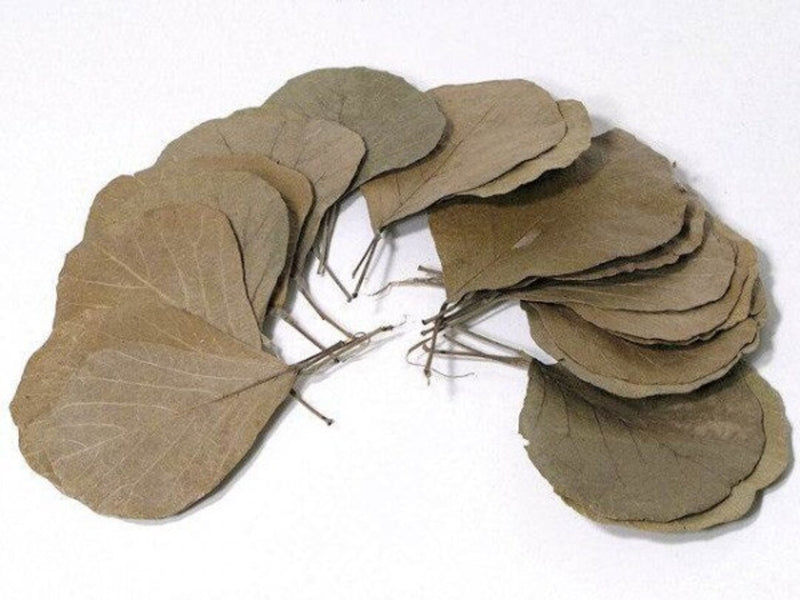 Cobra Leaves