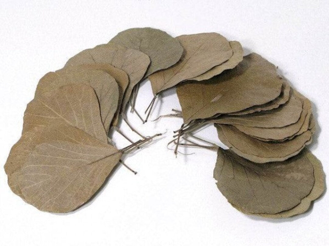 Cobra Leaves — Newlands Garden Centre