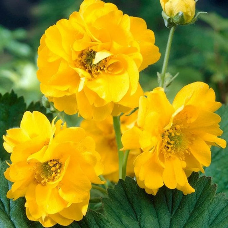 Geum 'Lady Stratheden' 2 Litre