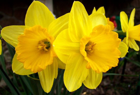Daffodil Narcissus 'January' (8 Pack)