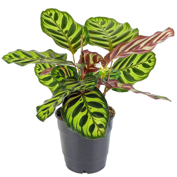 Calathea Makoyana (P14)