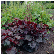 Coral Bells 'Palace Purple' – Heuchera micrantha 'Palace Purple'