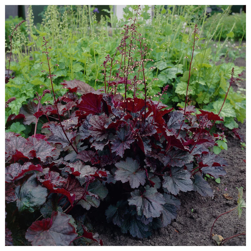Coral Bells 'Palace Purple' – Heuchera micrantha 'Palace Purple'