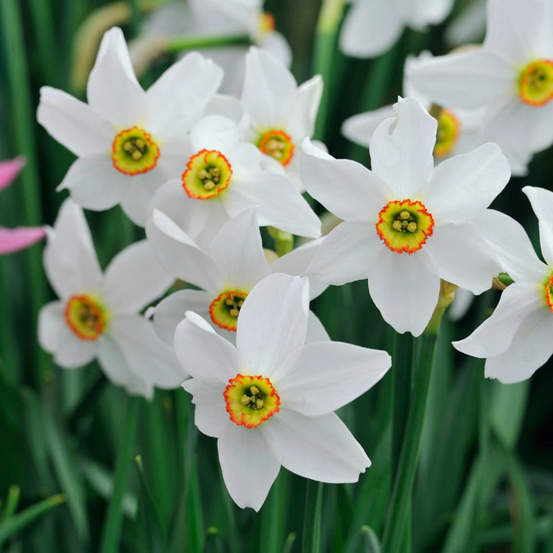 Daffodil Narcissus 'Pheasant's Eye'