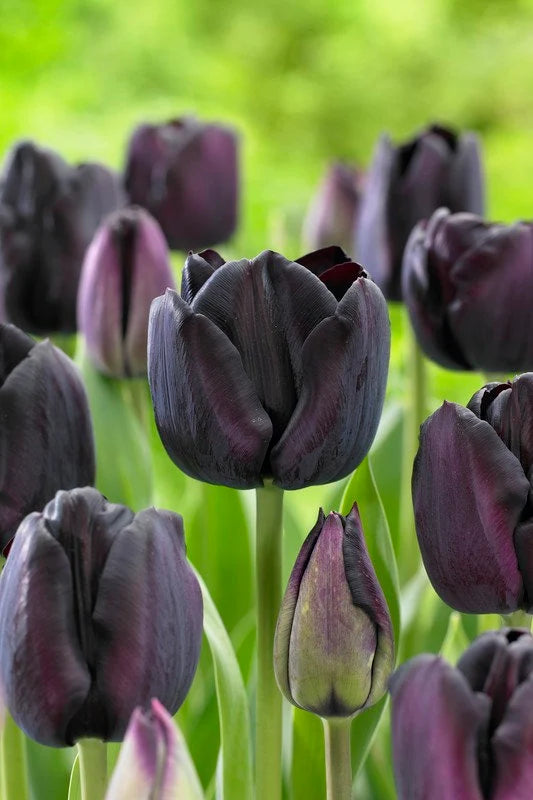 Tulip 'Paul Scherer' (10 Pack)